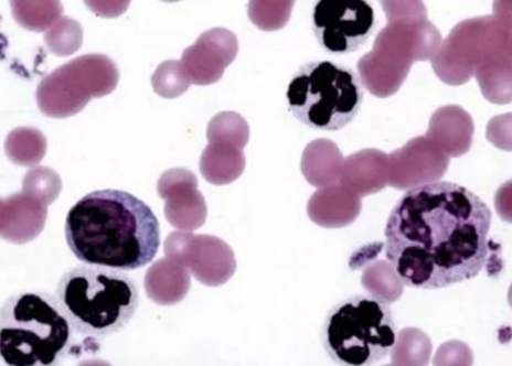 貴陽<a href='http://m.lhzh.com.cn/' target='_blank'>生物實(shí)驗(yàn)</a>中心 貴陽生物實(shí)驗(yàn)中心
